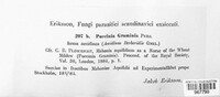 Puccinia graminis image